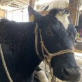 [大泉学園]牛を愛でる「小泉牧場」23区唯一の牧場が練馬区にありました！